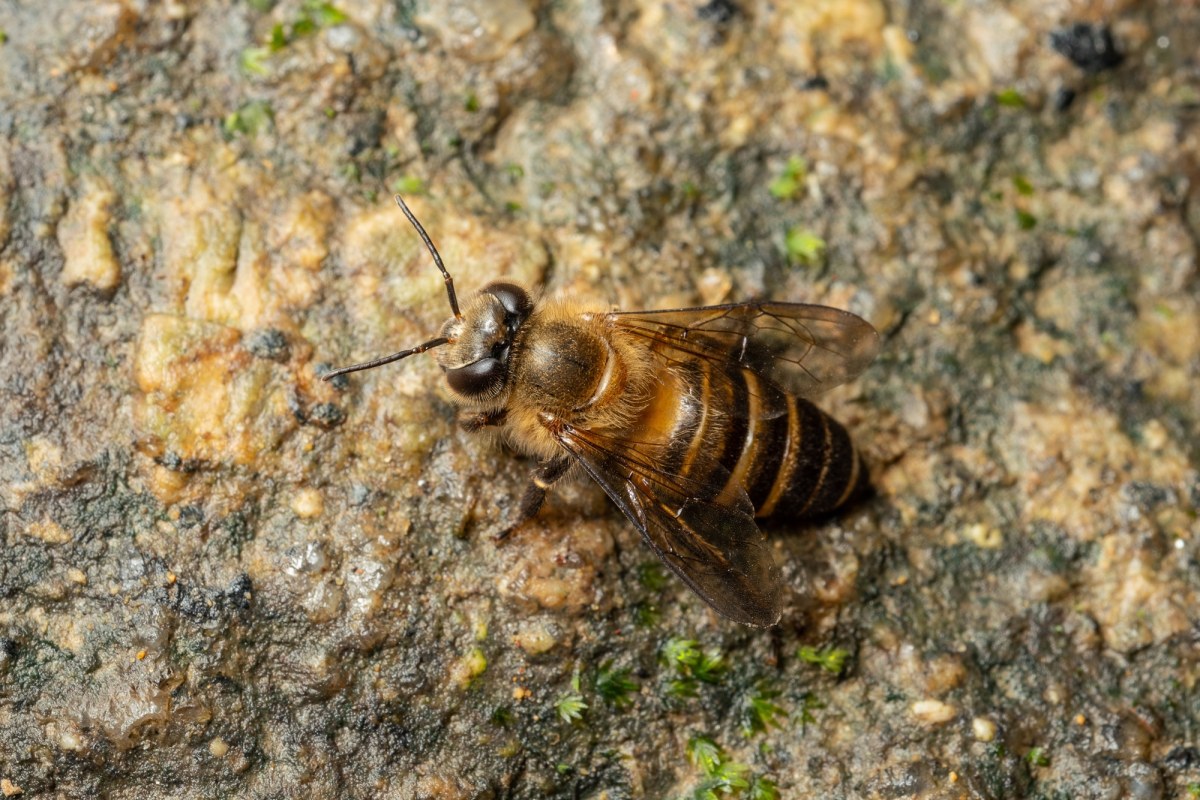 ​Alarmujące dane. Dzikie pszczoły i motyle znikają z Europy