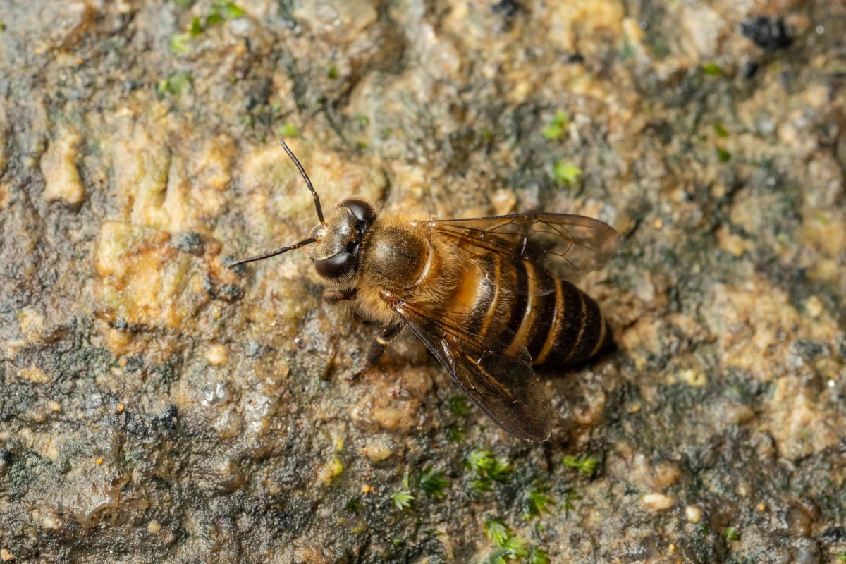 W ciągu ostatnich dziesięciu lat liczba zagrożonych gatunków dzikich pszczół i motyli w Europie niemal się podwoiła. Naukowcy ostrzegają, że bez zdecydowanych działań wiele z tych kluczowych dla ekosystemów owadów może zniknąć bezpowrotnie.