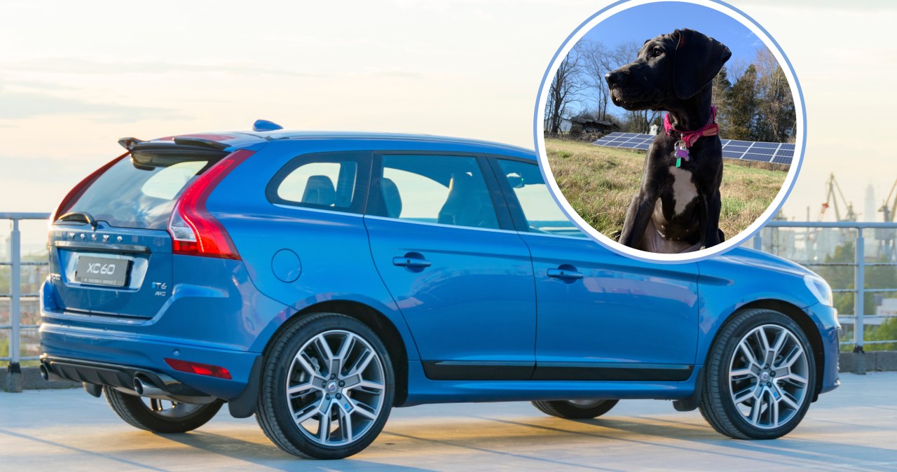 Pies zamknął bagażnik. Kobieta pozywa Volvo po urazie głowy wiadomości,aktualności,Interia Pies zamknął bagażnik. Kobieta pozywa Volvo po urazie głowy
