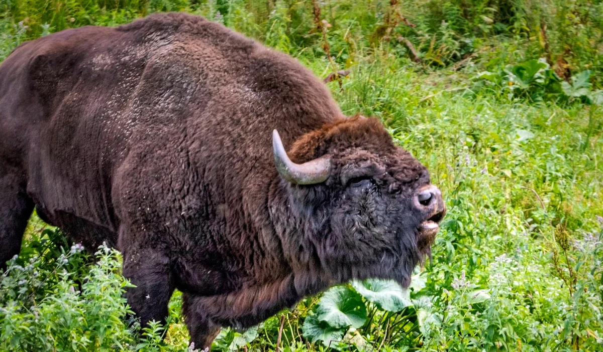 Gruźlica to zdaniem ekspertów potencjalna winowajczyni śmierci żubrzycy, która padła w zagrodzie pokazowej w Mucznem (woj. podkarpackie). Sanepid objął nadzorem epidemiologicznym osoby z obsługi zagrody, żeby wykluczyć u nich zakażenie.