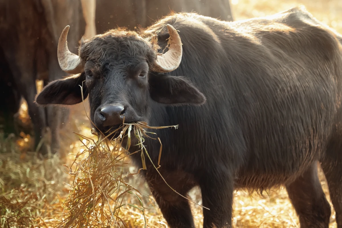 Wstrząsające wydarzenia rozegrały się w miejscowości Pawłów pod Starachowicami w województwie świętokrzyskim. Na terenie jednego z prywatnych gospodarstw rolnych doszło do tragicznego w skutkach ataku byka na 57-letnią kobietę. Mimo natychmiastowej reakcji służb ratunkowych, nie udało się jej uratować.
