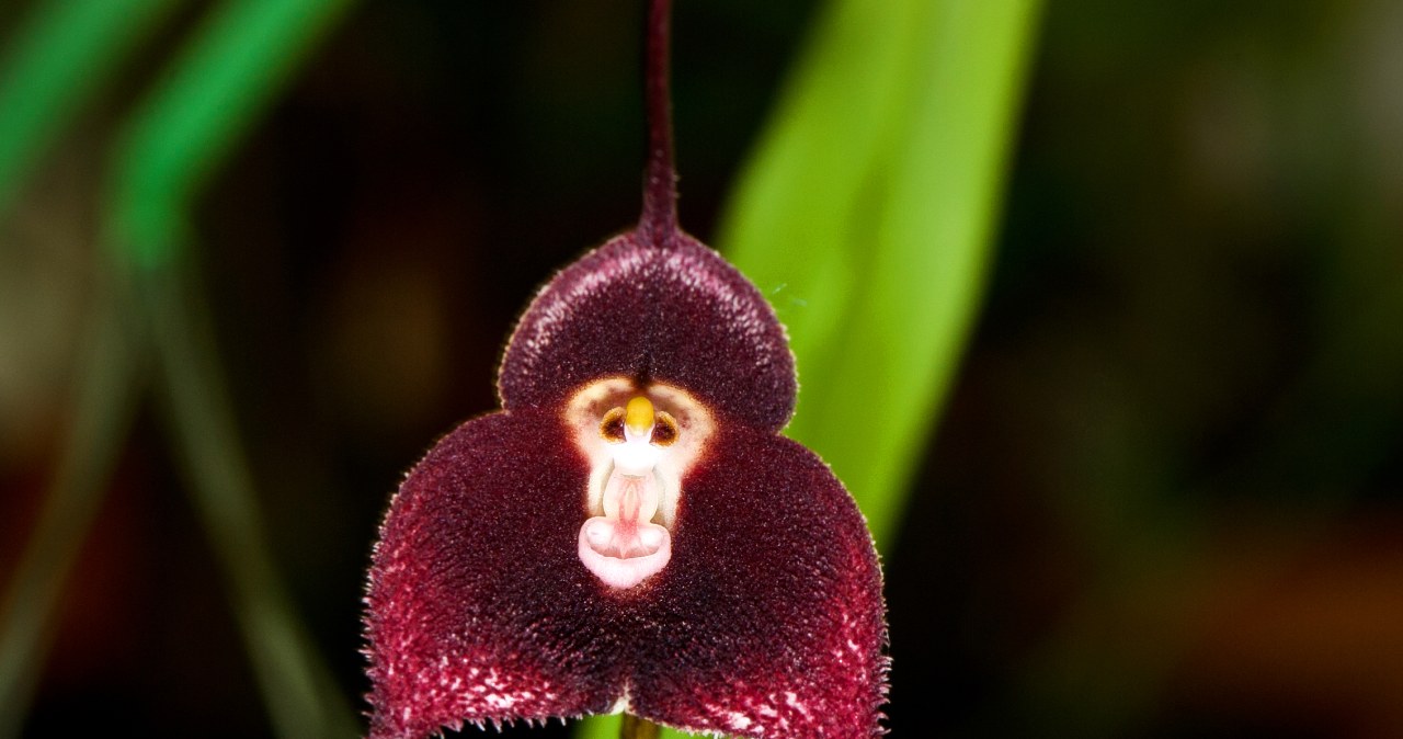 Wyjątkowe storczyki mają kwiaty jak twarz małpy