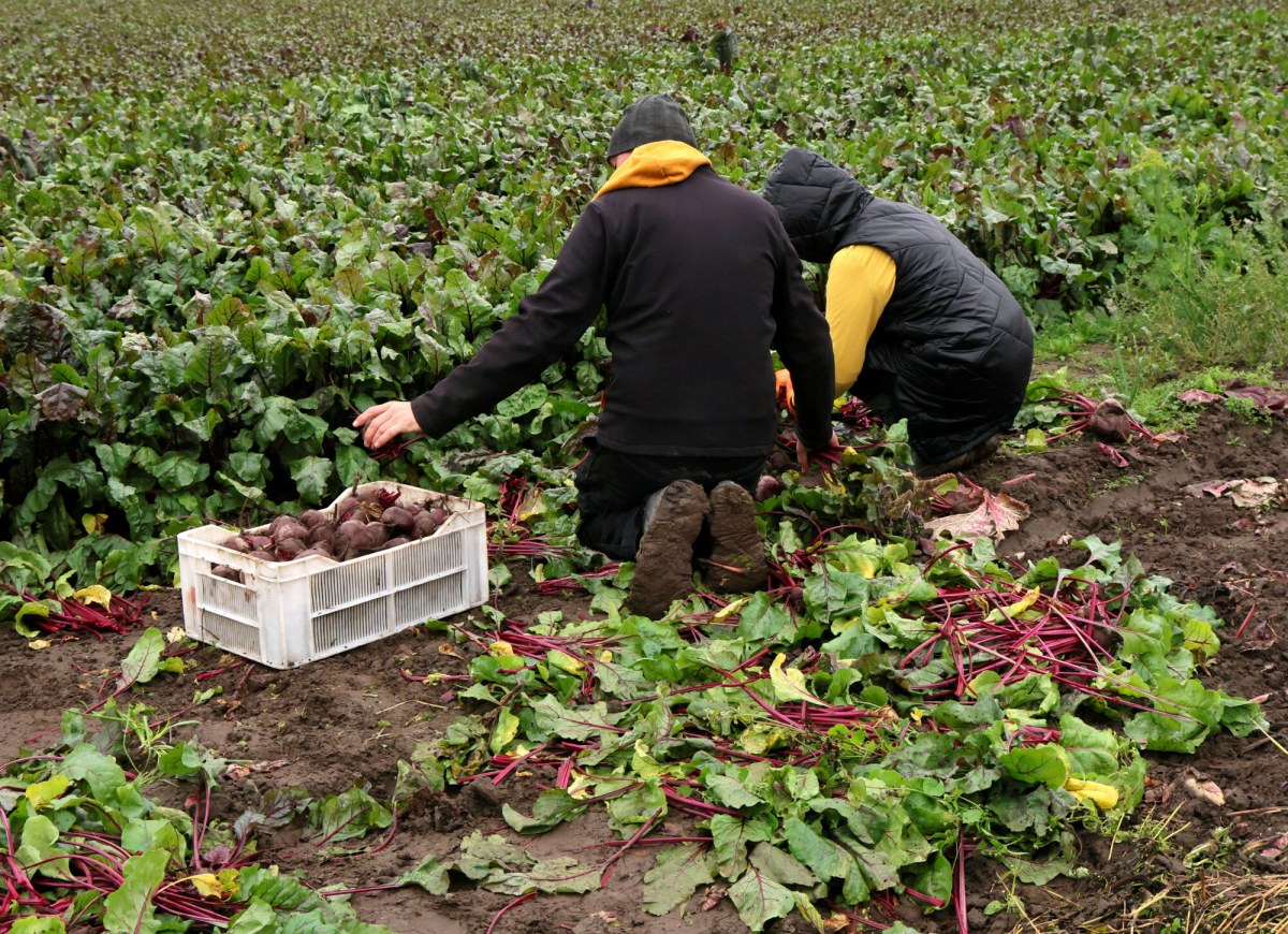 Pieniądze dla rolników już płyną. Sprawdź, kto pierwszy dostanie wsparcie