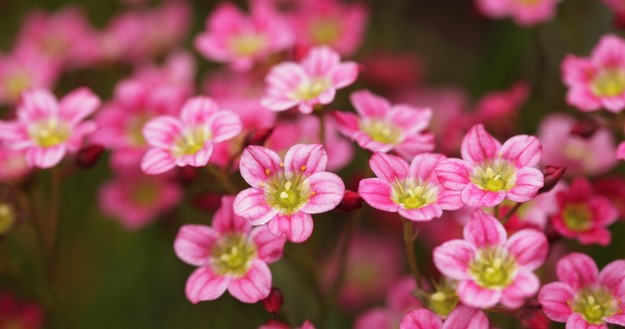 Koniecznie posadź ją w październiku. Wiosną będziesz mieć najpiękniejszy ogród w okolicy