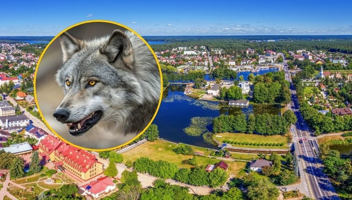 Petardy, pistolety, klaksony. Augustów ma pozwolenie na płoszenie wilków