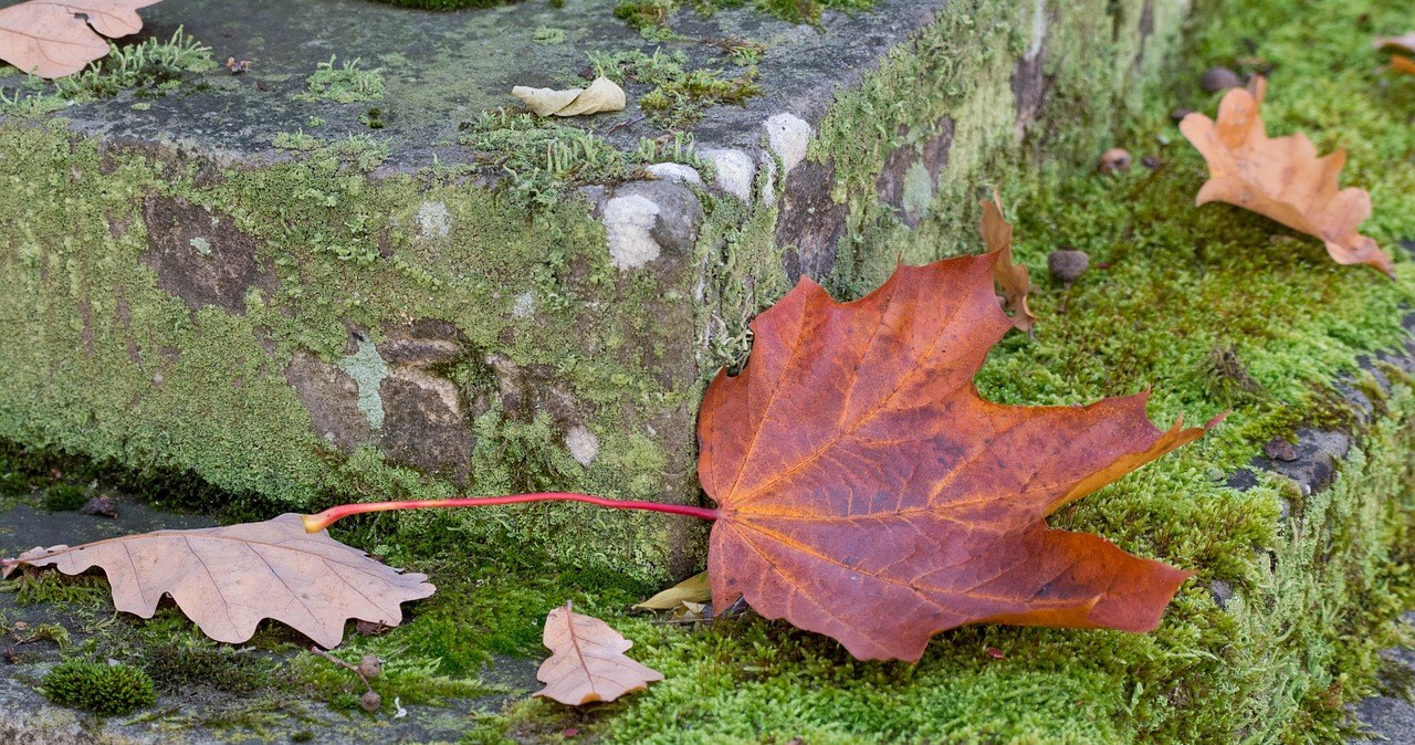 Podnieś spod drzewa i połóż w szufladzie. Zadziała jak magnes na pieniądze