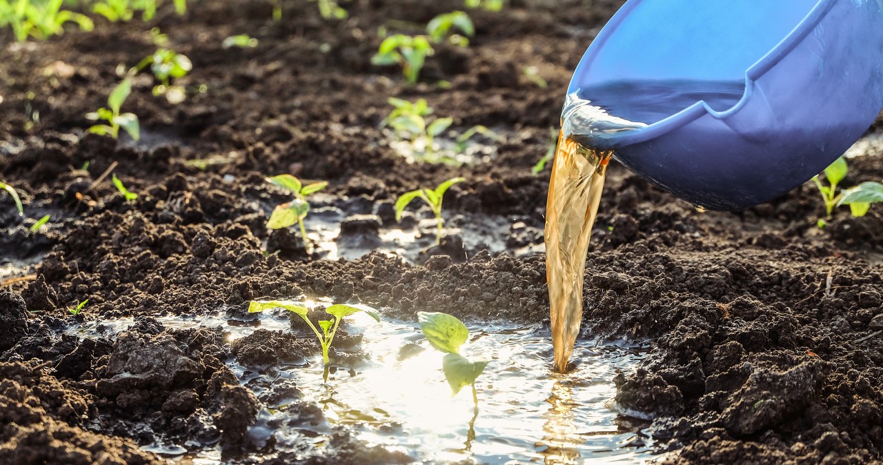 Podlej tym warzywnik jeszcze w październiku. Plony będą wielkie, jak nigdy