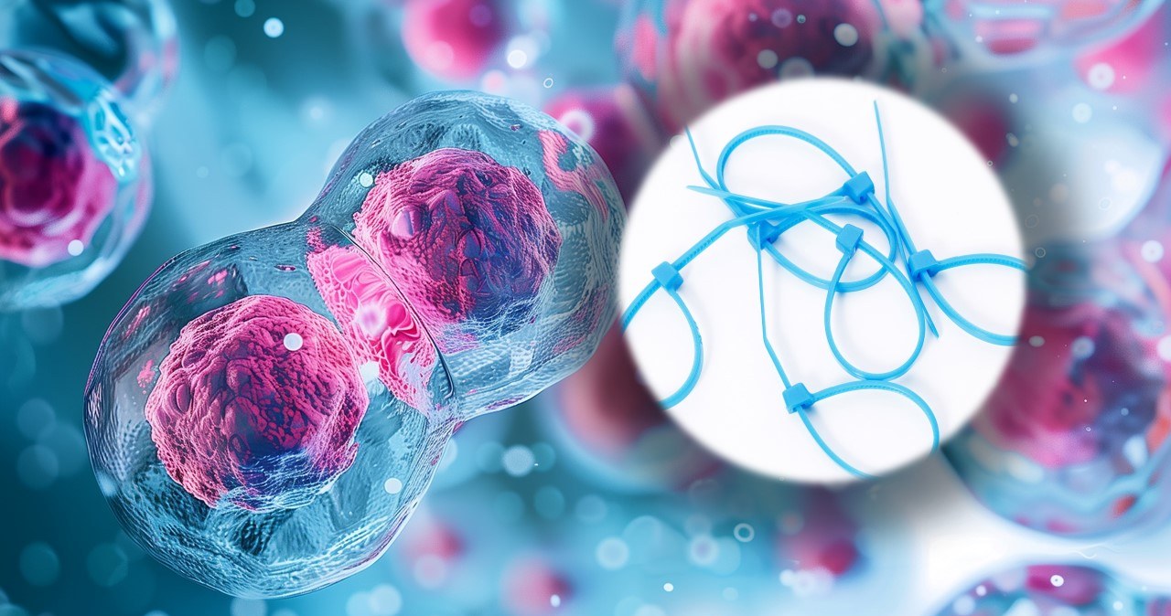 Twoje komórki używają trytytek? Polscy naukowcy właśnie to odkryli