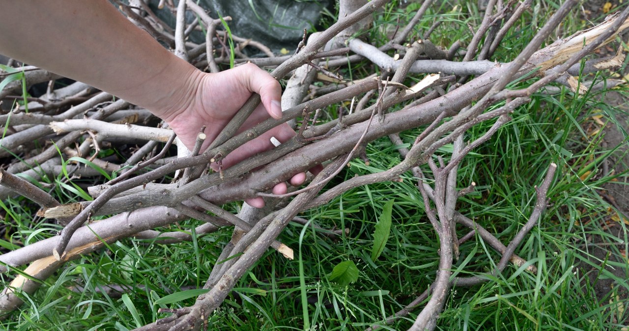 Czy pobliski las to darmowe źródło opału? Oto kiedy wolno zbierać chrust
