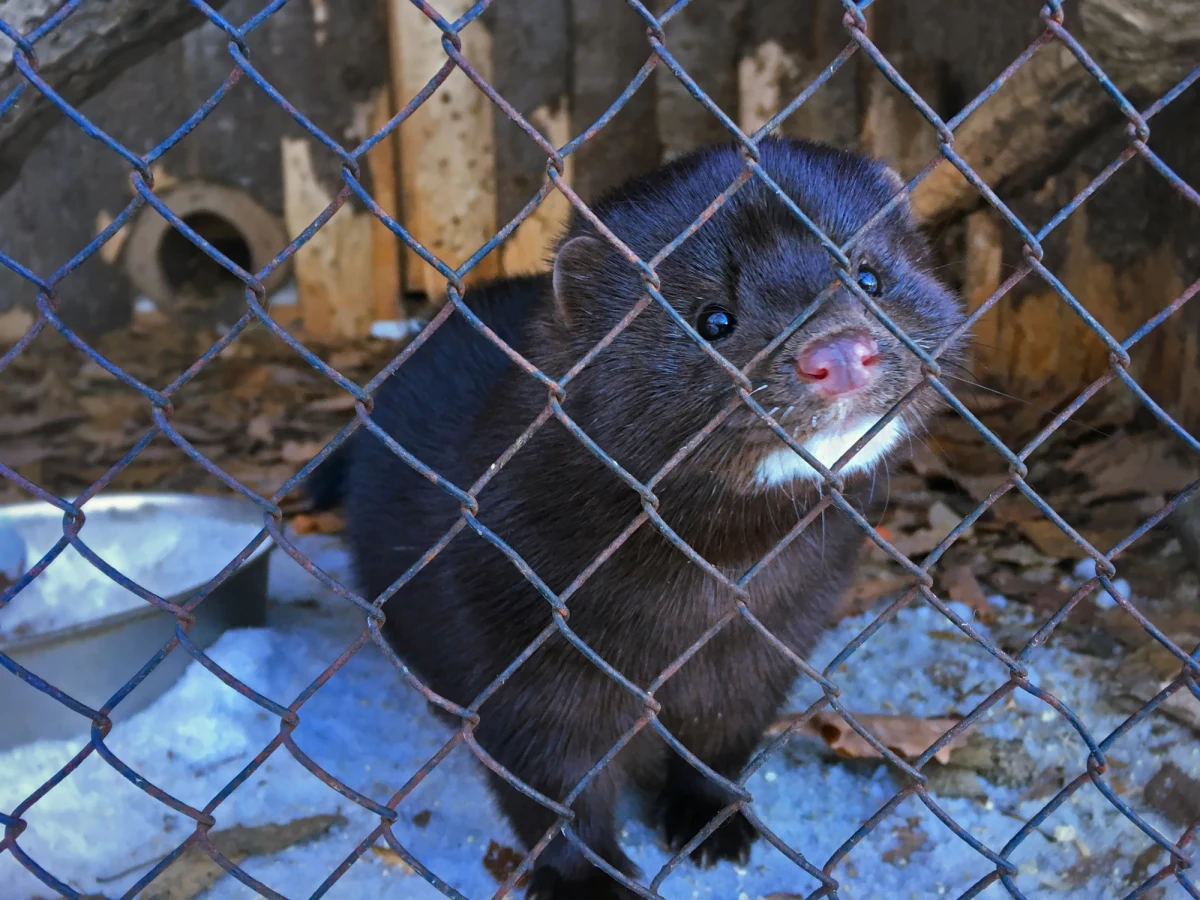 Sejm uchwalił w piątek nowelizację ustawy o ochronie zwierząt, która wprowadza zakaz hodowli zwierząt na futra. Przedsiębiorcy prowadzący fermy będą zobowiązani do wygaszenia działalności do końca 2033 roku. Ci, którzy zrobią to do 2031 roku, będą mogli uzyskać odszkodowanie.