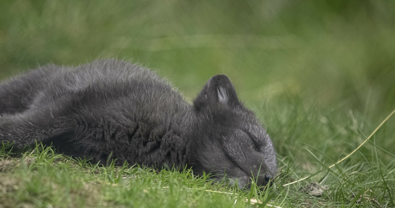 „Dokonaliśmy niemożliwego”. Projekt posłanki Tracz przyjęty przez Sejm