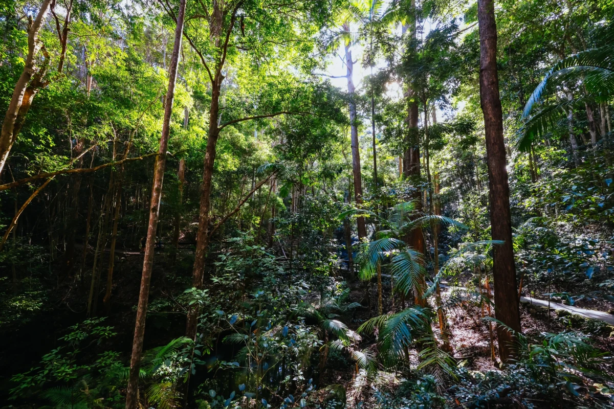 Nowe badania opublikowane w prestiżowym czasopiśmie naukowym „Nature” ujawniają niepokojący trend dotyczący australijskich lasów deszczowych. Tropikalne lasy północnego Queensland, dotychczas uznawane za kluczowe „magazyny” węgla, zaczynają emitować więcej dwutlenku węgla, niż są w stanie pochłonąć. To przełomowe odkrycie może mieć poważne konsekwencje dla globalnej walki ze zmianami klimatu.