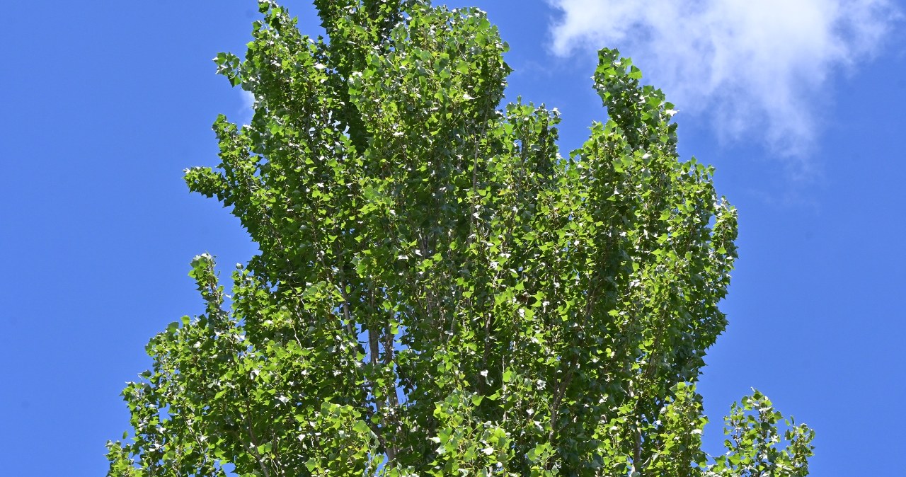 Chcesz zacienić działkę i osłonić się od sąsiadów? To drzewo rośnie szybko, jak żadne inne