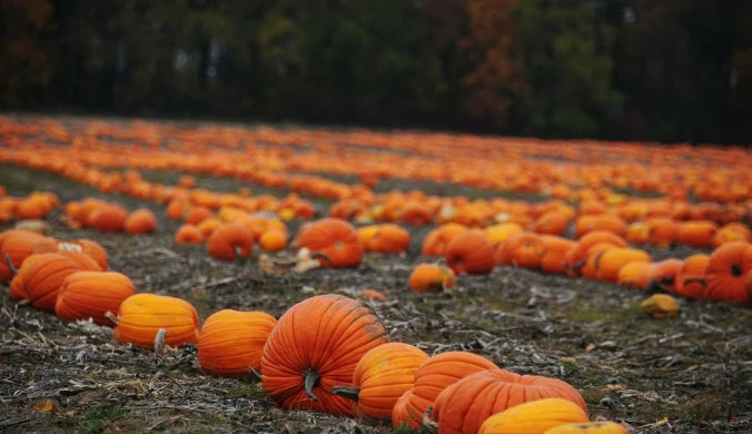 Najpiękniejsze pola dyniowe w Polsce. Dokąd wybrać się na farmę dyń?