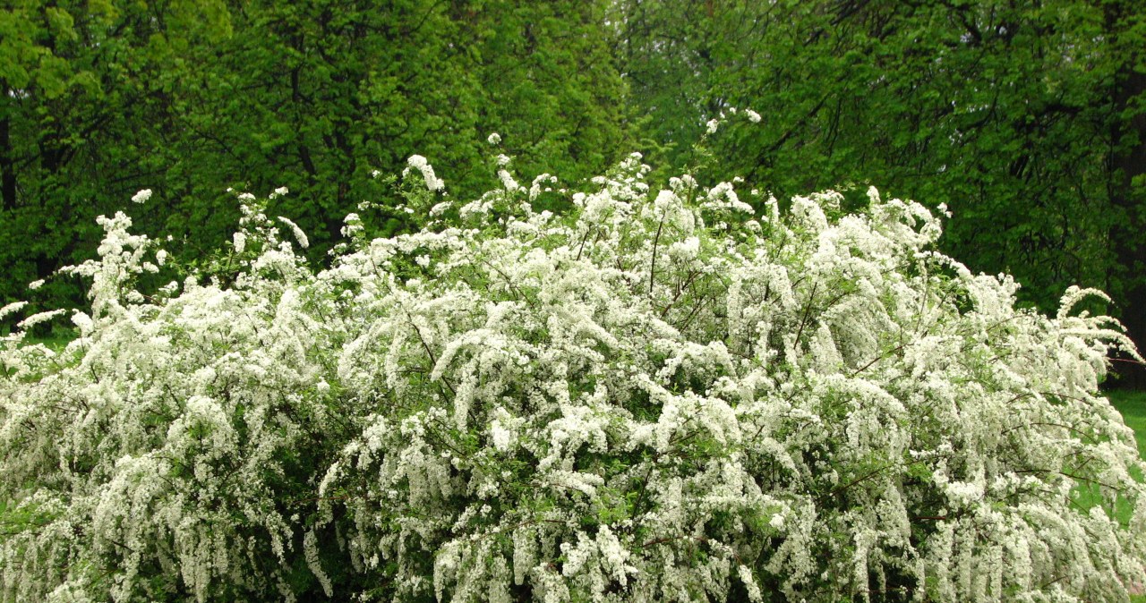 Ta roślina jest samowystarczalna. Niestraszne są jej siarczyste mrozy