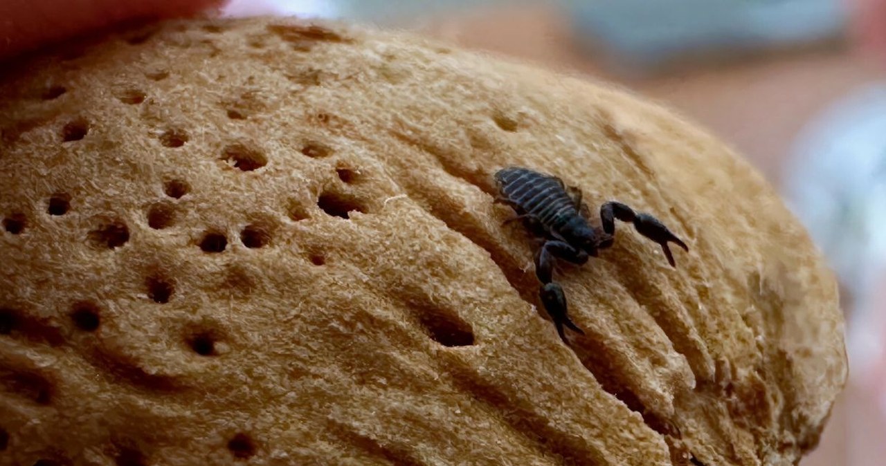 Wychodzi z książek, kryje się w łazience. Nazywany jest polskim skorpionem