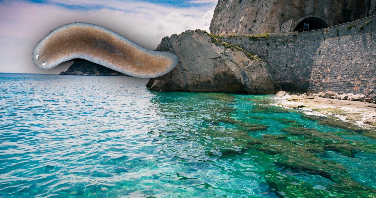 Wirek Schmidtea mediterranea skrywa skarb. Odrasta mu nawet głowa