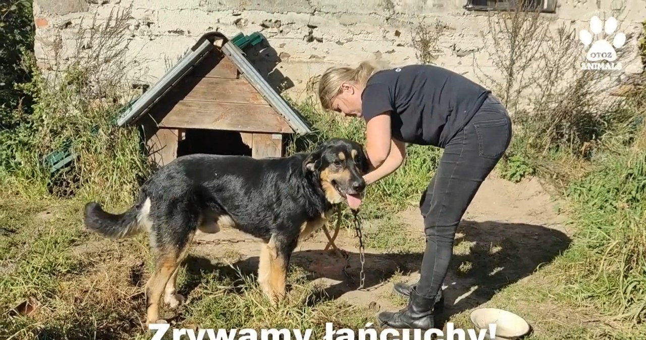 Największe psy będą musiały mieć 20 m². Nowe przepisy tuż za rogiem