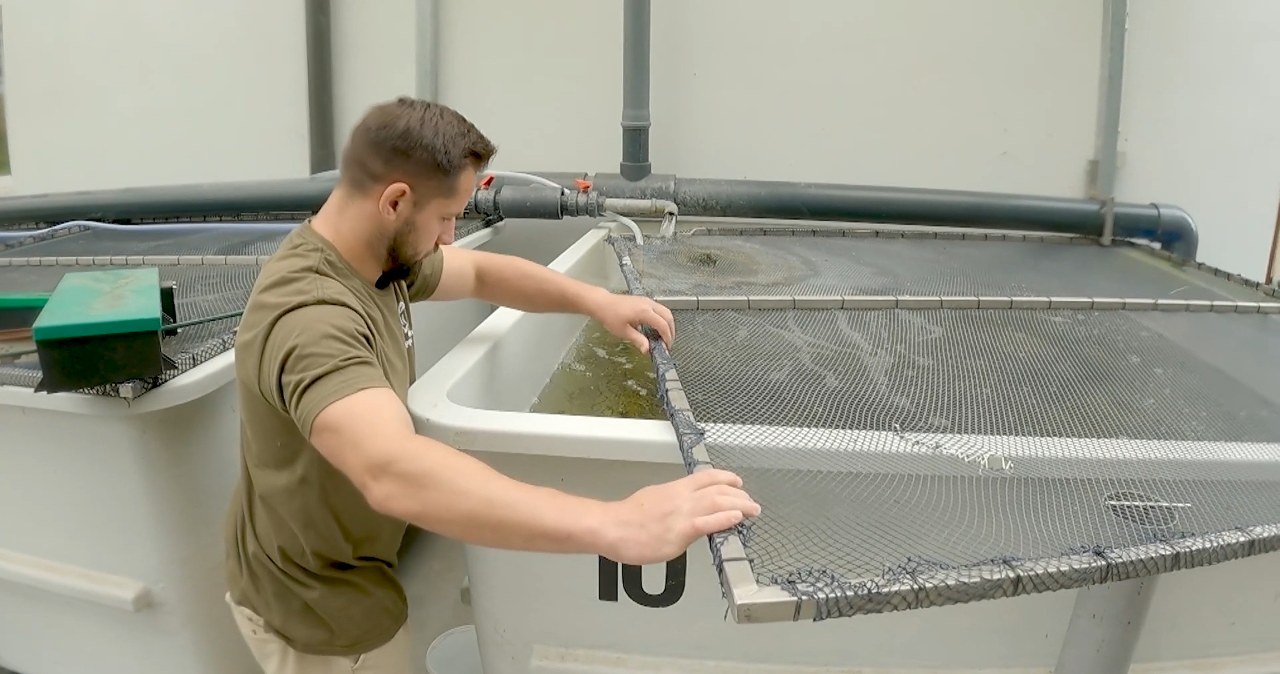 Sukces Polaków. Znaleźli karmę, którą jesiotry pokochały