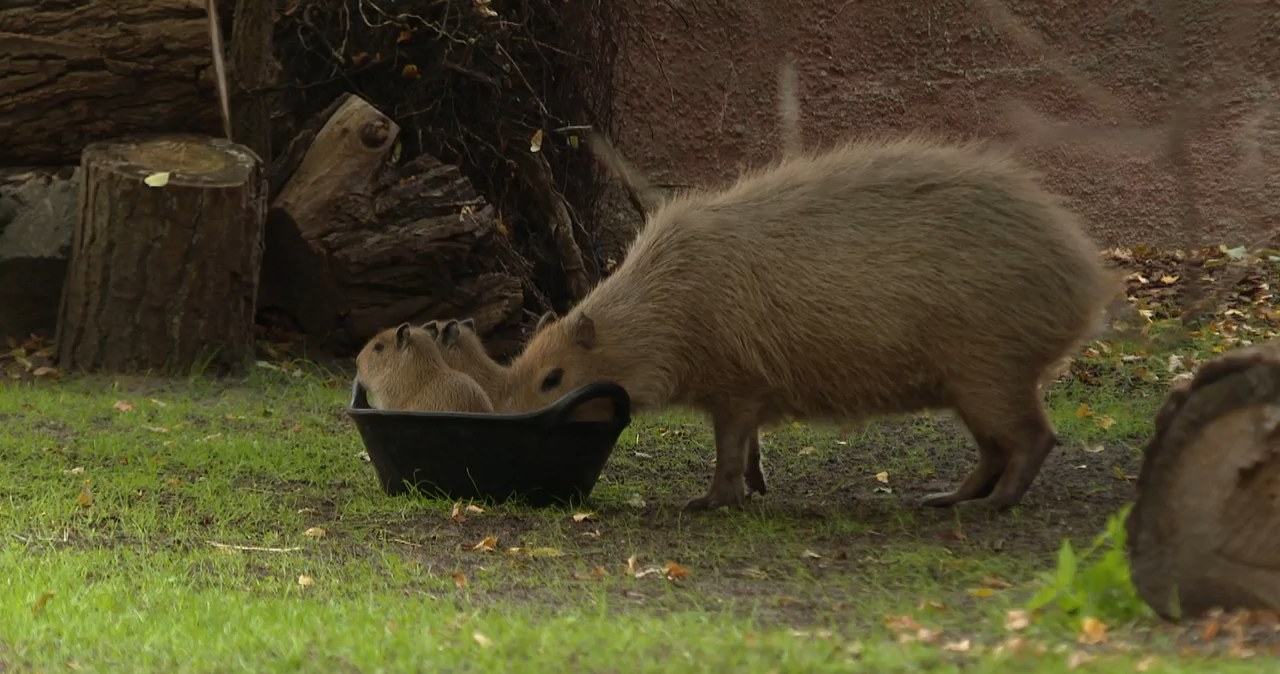 Poruszenie w polskim zoo. Na świat przyszły urocze stworzenia Poruszenie w polskim zoo. Na świat przyszły urocze stworzenia