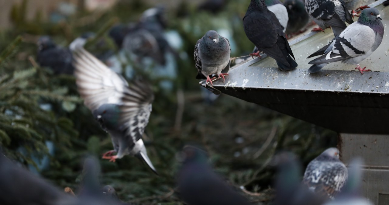 Polskie gołębie zaczęły jeść mięso. A są przecież roślinożerne