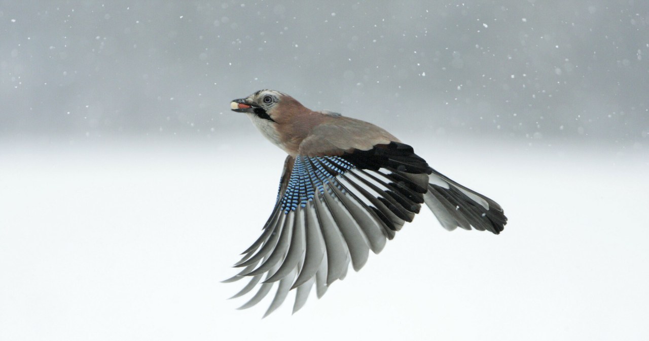 Sójki rozpoczęły loty tam i z powrotem. Są wszędzie. O co w tym chodzi?