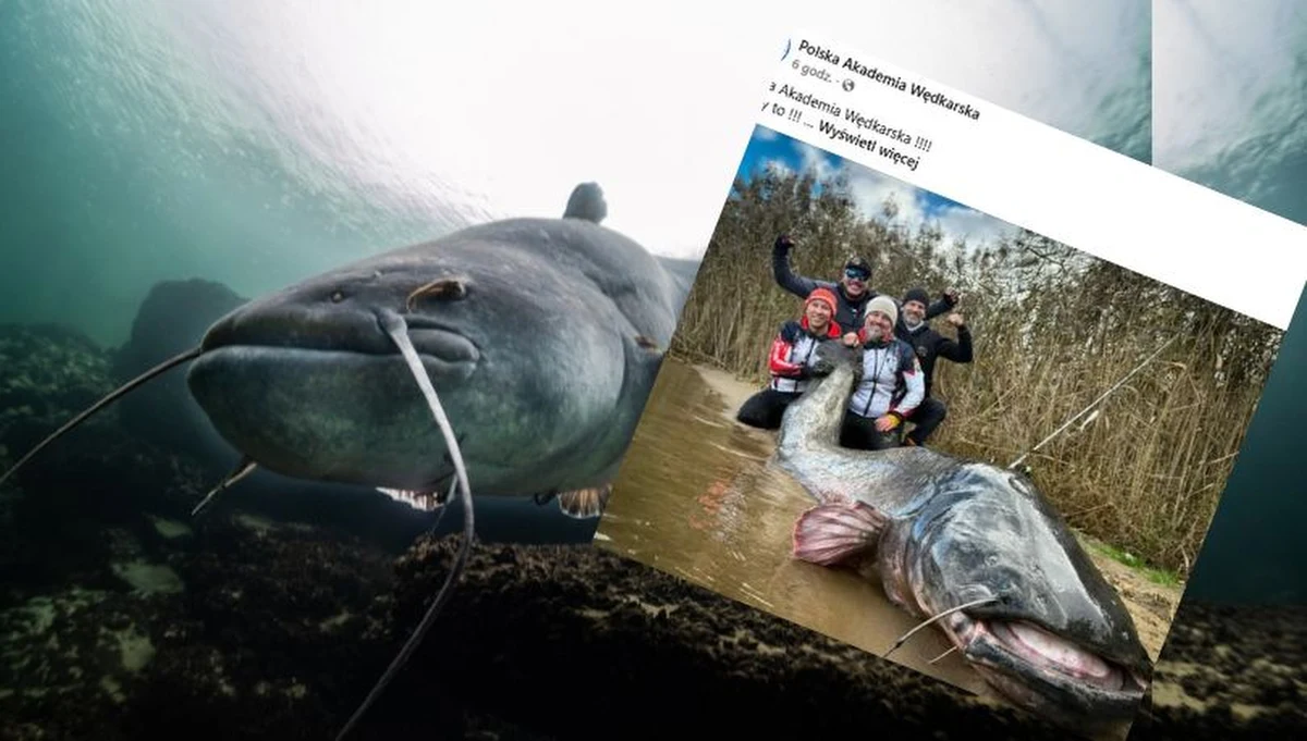 To wydarzenie, które na długo zapisze się w historii polskiego wędkarstwa. Podczas zawodów o Puchar Mikado na Zalewie Rybnickim, drużyna Krzysztofa Pyry i Adriana Gontarza z Polskiej Akademii Wędkarskiej złowiła suma, który ustanowił nowy rekord świata. Ryba mierzyła aż 292 centymetry długości, pobijając poprzedni rekord globu o 7 centymetrów!