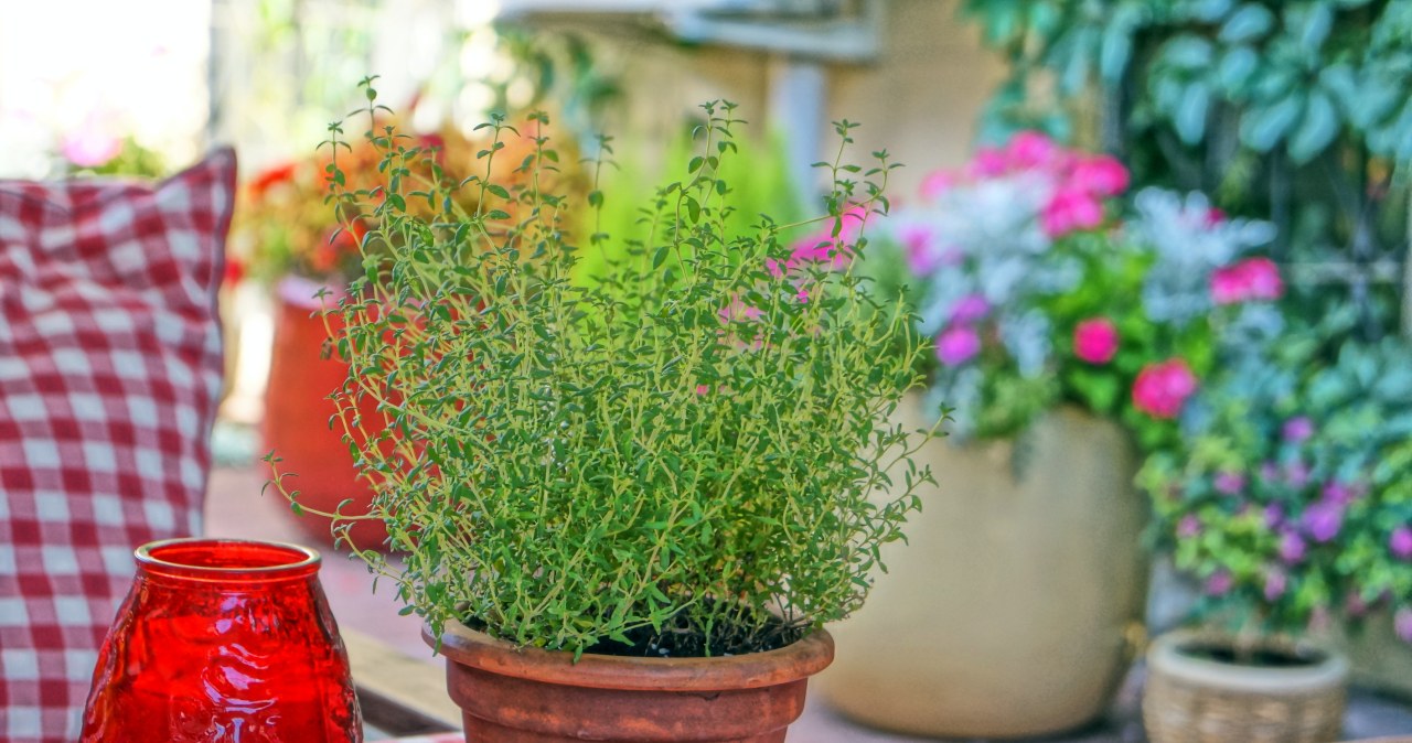Nie tylko geranium. Ta roślina też pomoże w przeziębieniu