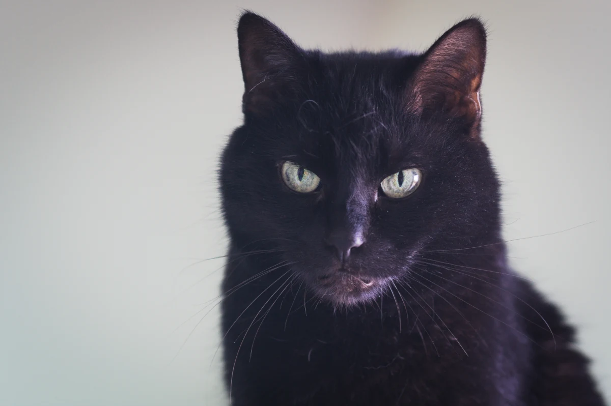 Władze hiszpańskiego miasta Terrassa wydały czasowy zakaz adopcji czarnych kotów. Choć taka decyzja może oburzać miłośników zwierząt, okazuje się, że została podjęta w trosce o dobro czworonogów. Ma związek ze zbliżającym się Halloween. 