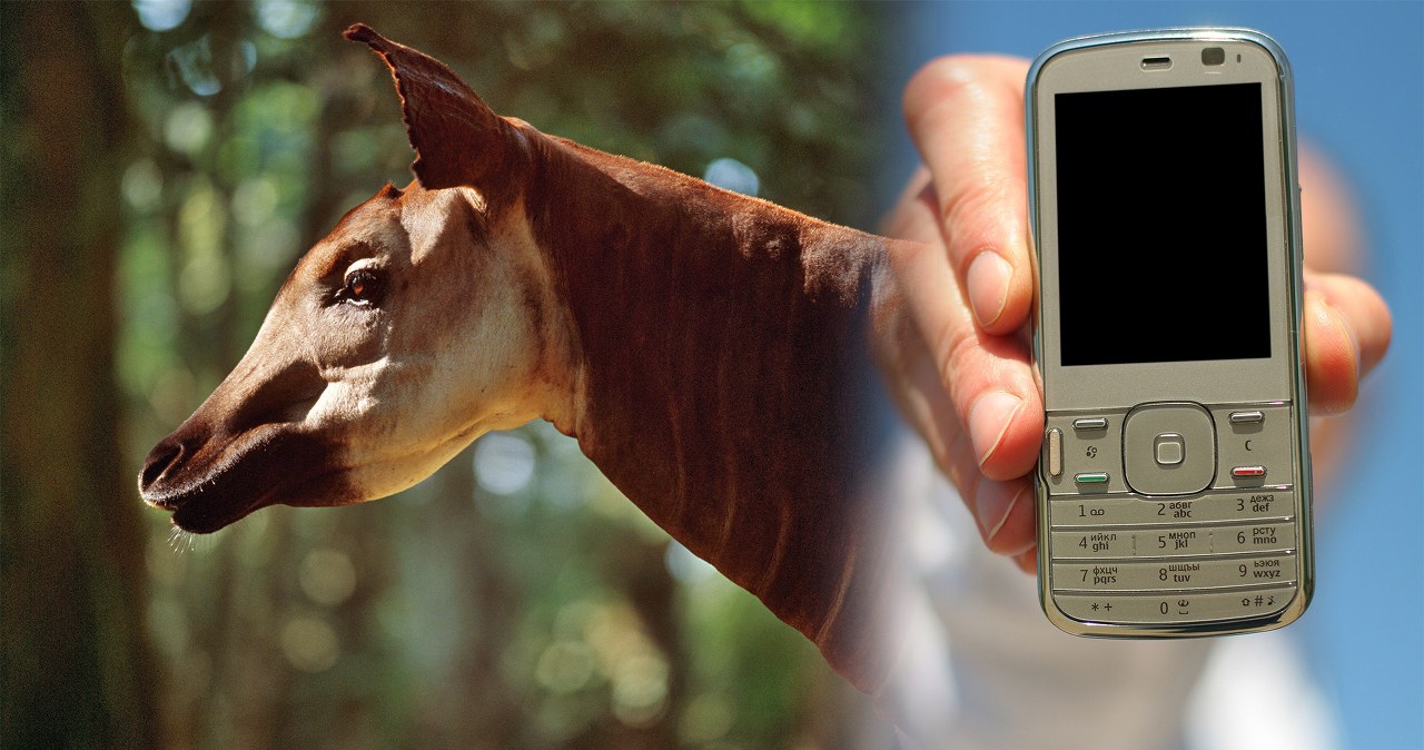 Można pomóc rzadkiemu ssakowi z lasów Afryki. Wystarczy oddać telefon