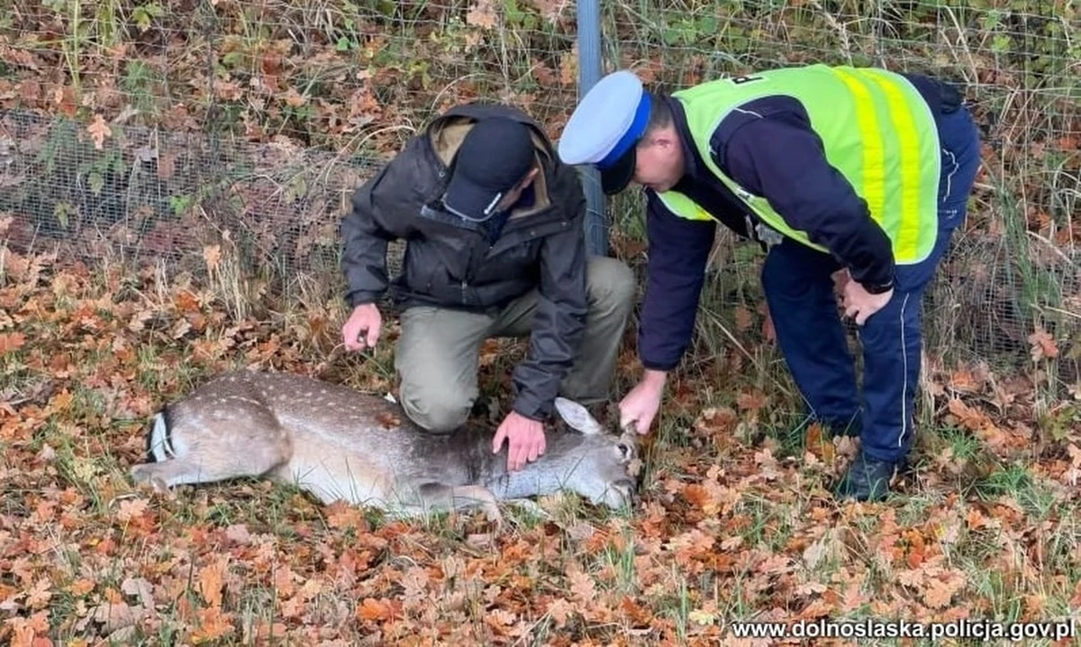 Ranny daniel na drodze ekspresowej – takie zgłoszenie odebrali niedawno dolnośląscy policjanci. Funkcjonariusze ruszyli z pomocą. Konieczne było chwilowe wstrzymanie ruchu.