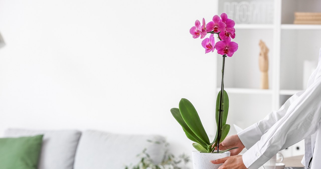 Zamiast do szklanki, wrzuć do doniczki ze storczykiem. Rozkwitnie jak nigdy wcześniej