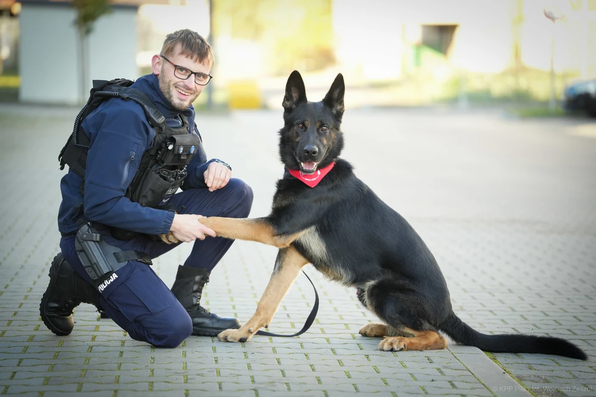 ​Niko, pies policji w Pile (woj. wielkopolskie), oddał krew dla innego czworonoga, który był w stanie krytycznym. W piątek 17 października lokalna przychodnia weterynaryjna ogłosiła, że pilnie potrzebuje krwi dla psa. Na ten apel odpowiedział przewodnik Niko - sierż. Marcin Okoń. Psi funkcjonariusz dołączył do nielicznych w całym kraju honorowych dawców krwi wśród zwierząt.