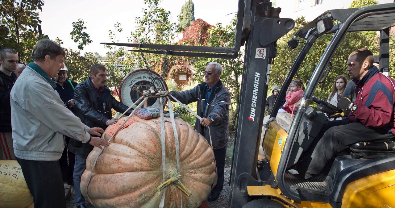 Największa dynia na świecie miała 1278 kg. Te polskie są w cieniu gigantów wiadomości,aktualności,Interia Największa dynia na świecie miała 1278 kg. Te polskie są w cieniu gigantów