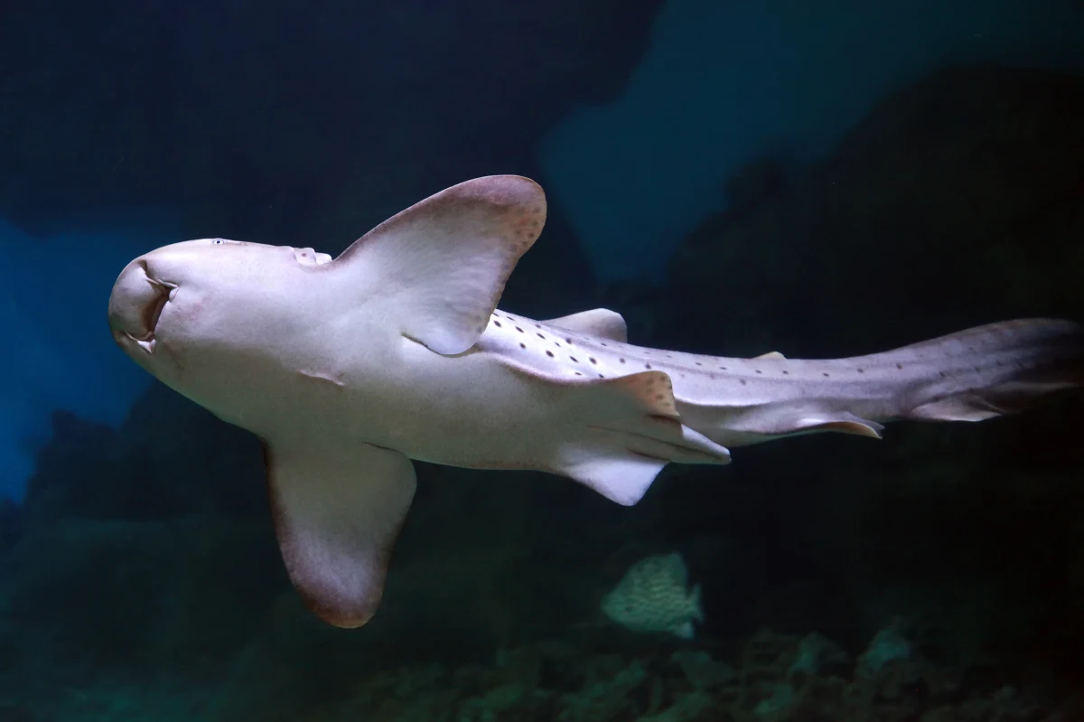 Liczba rekinów w belgijskich wodach wzrosła. W minionym roku Flamandzki Instytut Morski wyposażył 140 rekinów w nadajniki, by lepiej poznać ich zwyczaje i chronić gatunki zamieszkujące belgijską część Morza Północnego. Naukowcy przekonują, że ich obecność świadczy o dobrej kondycji ekosystemu morskiego. 