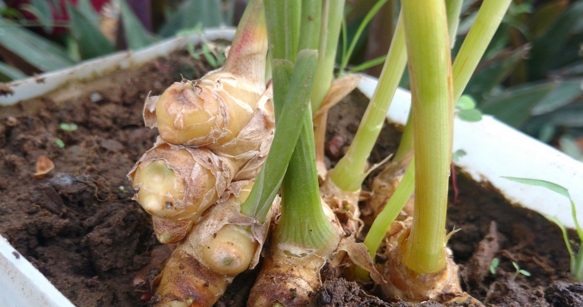 Posadź tę roślinę na swoim parapecie. Jesienią uratuje cię od przeziębień