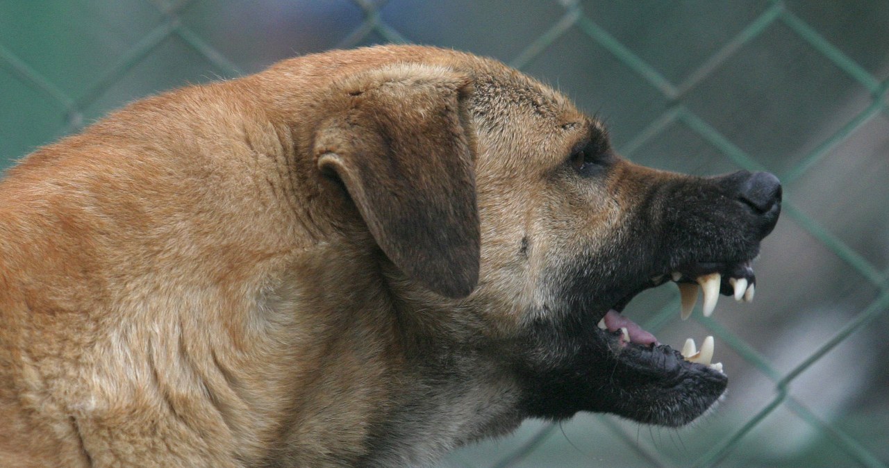 Behawiorystka: Będą kolejne przypadki zagryzień. Wyjaśnia dlaczego