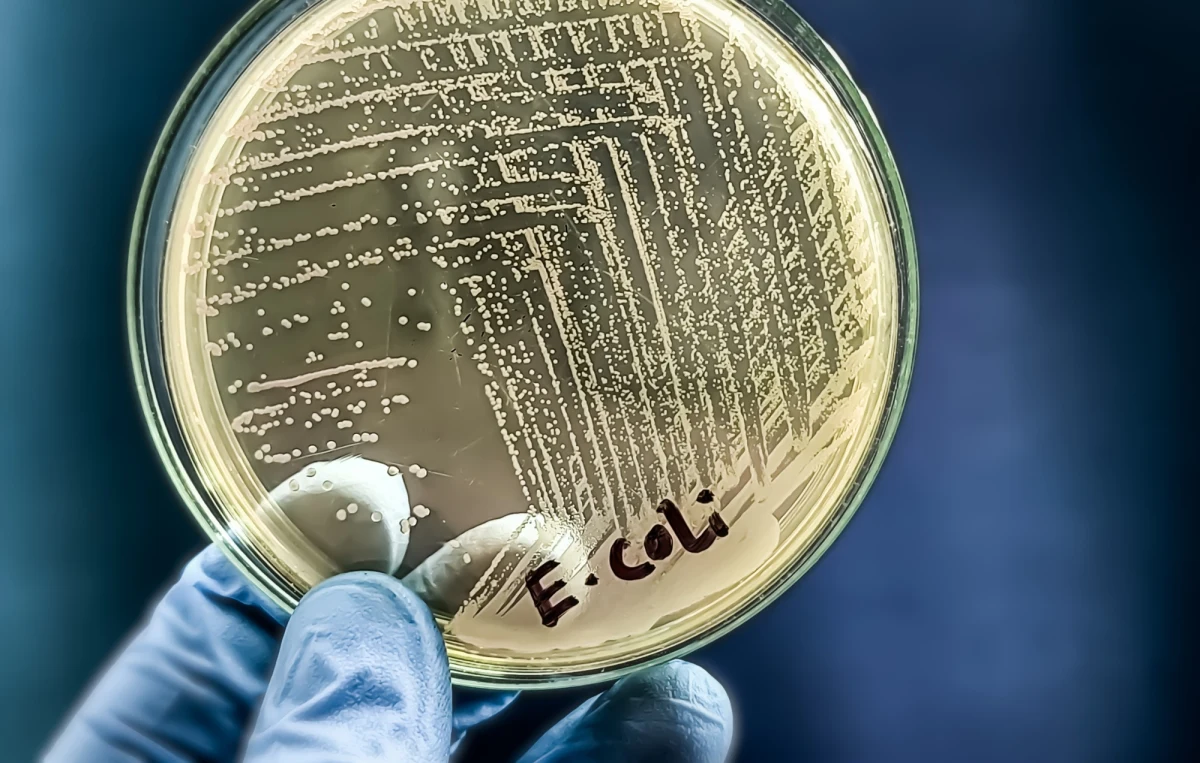 Woda w sześciu podwrocławskich miejscowościach nie nadaje się do spożycia. W wodociągu stwierdzono przekroczenie dopuszczalnych wartości liczby bakterii coli. Informację podał w środę wrocławski sanepid. To kolejny w ostatnich tygodniach taki przypadek na terenie Dolnego Śląska.