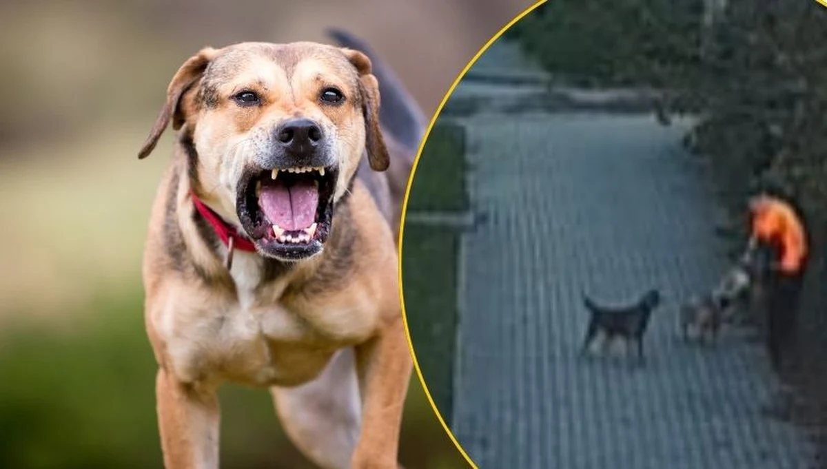 Do niebezpiecznej sytuacji doszło w Bogatyni na Dolnym Śląsku. Trzy agresywne psy zaatakowały idącego chodnikiem chłopca. Pomógł mu kierowca, który tamtędy przejeżdżał. Psy zostały odłowione przez straż miejską. Ich właściciel stanie przed sądem.