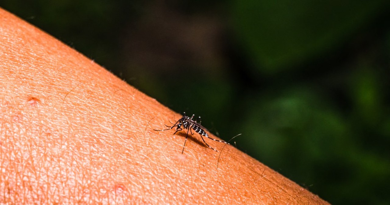 Służby postawione na równe nogi. Egzotyczny gatunek komara na południu Europy, może przenosić groźne choroby wiadomości,aktualności,Interia Służby postawione na równe nogi. Egzotyczny gatunek komara na południu Europy, może przenosić groźne choroby