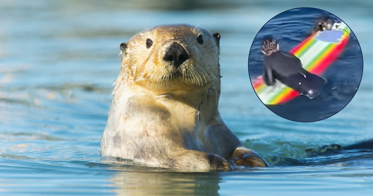 U brzegów Kalifornii trwa bitwa ludzi z wydrami. Powodem są deski