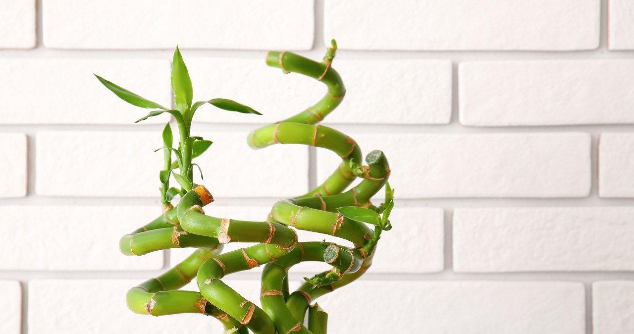 Nie tylko pieniążek. Ta roślina również przyciąga bogactwo i szczęście