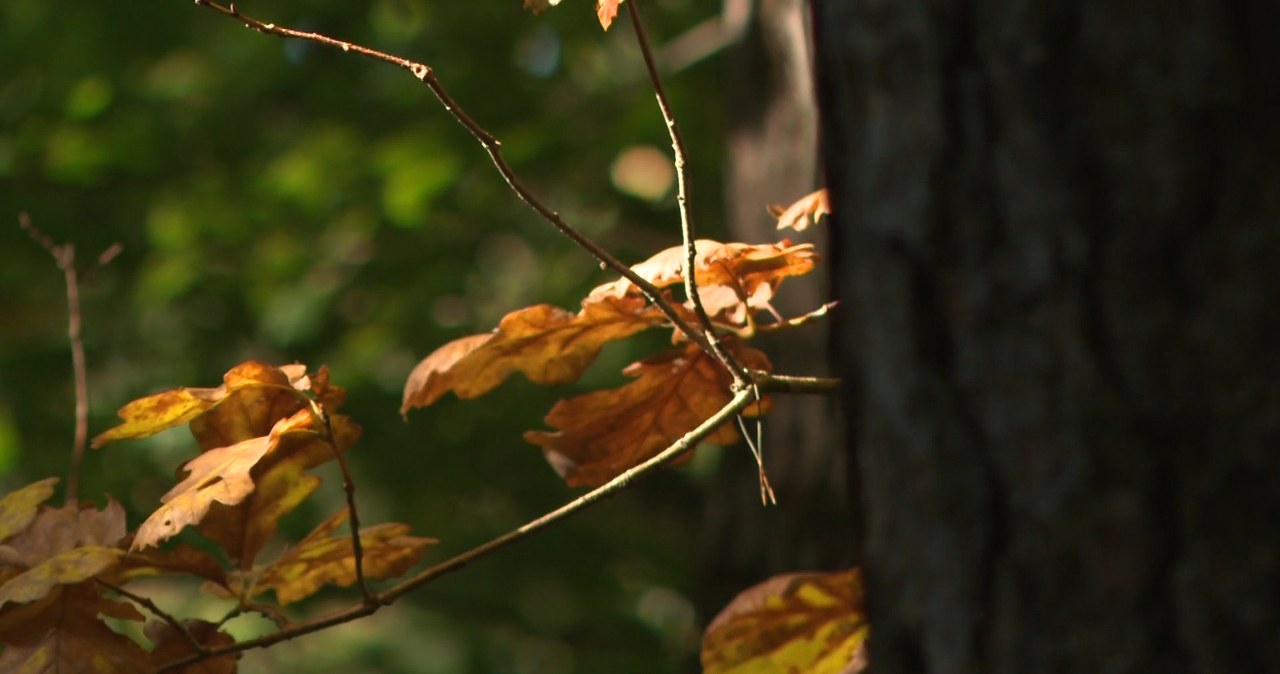 Natura wchodzi w nowy etap. Sezon migracji i przemian