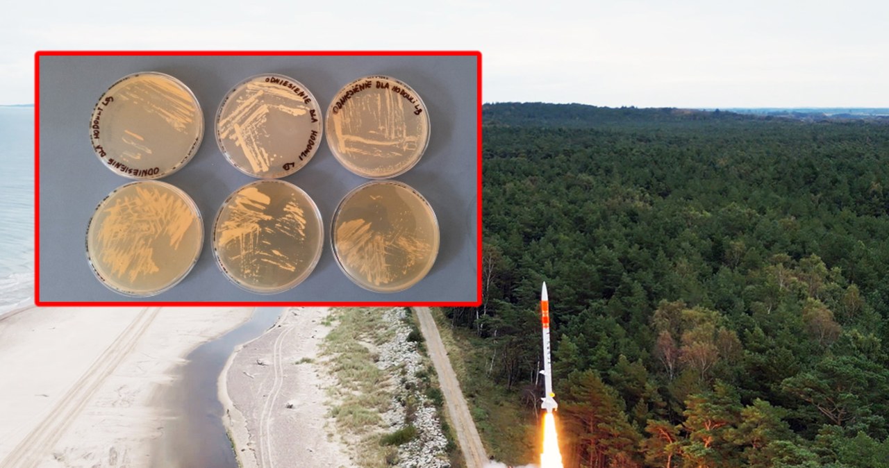 Polscy naukowcy wysyłają mikroorganizmy z kombuchy w kosmos