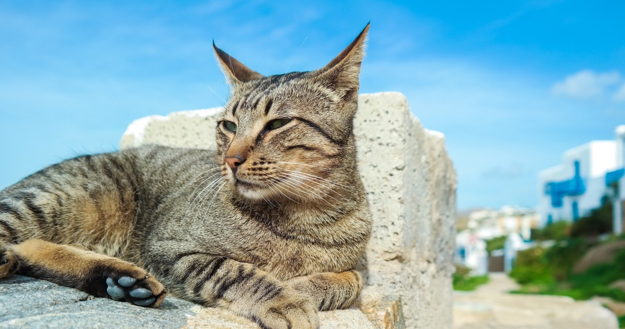 Plaga dzikich kotów na popularnej wyspie. Władze mówią dość