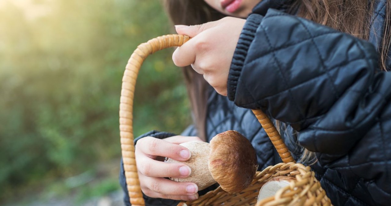 Grzybiarze pokochali ten trik. Nie każdy wie, iż ma głębsze znaczenie