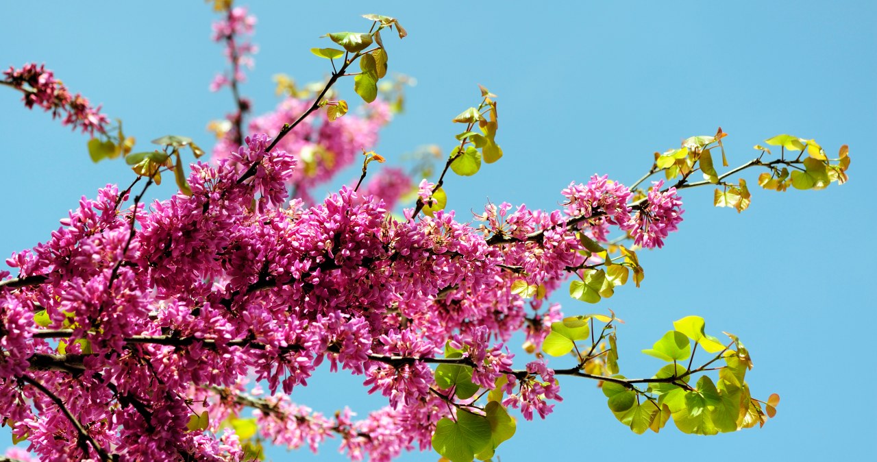 Posadź w ogrodzie, a sąsiedzi ci pozazdroszczą. Cieszy kolorami niemal cały rok