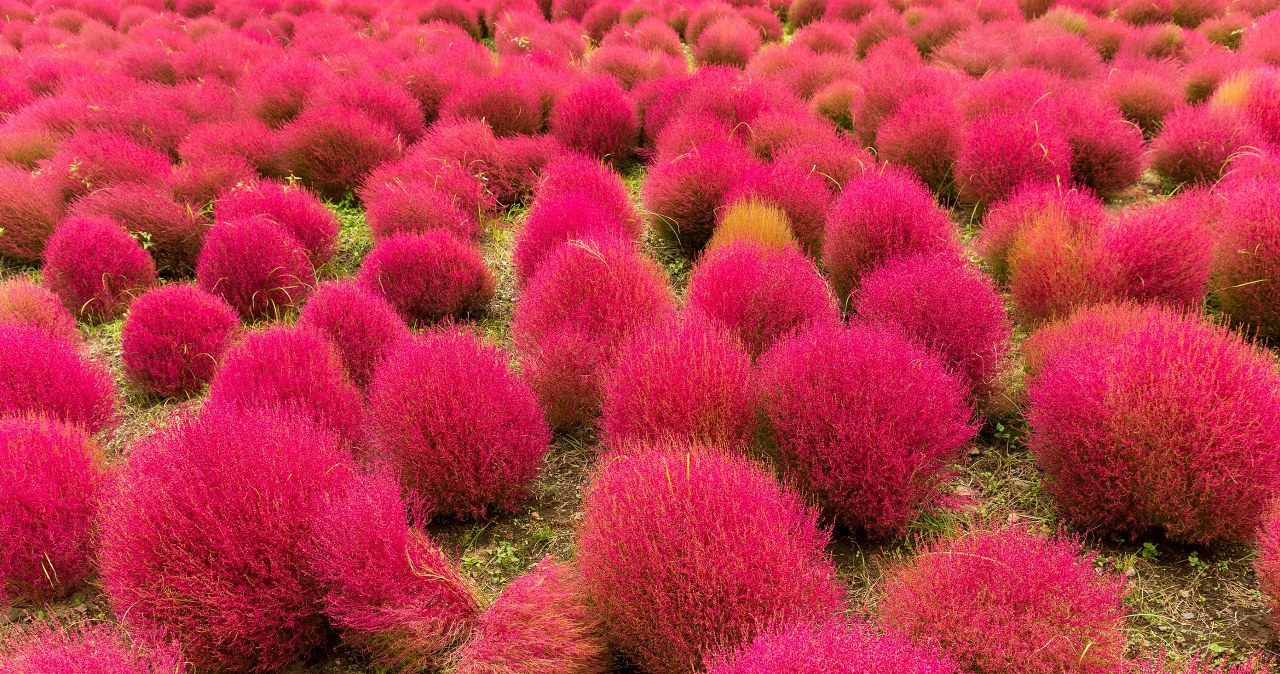 Mietelnik żakula: Zasadź w ogrodzie, a wybuchnie kolorami