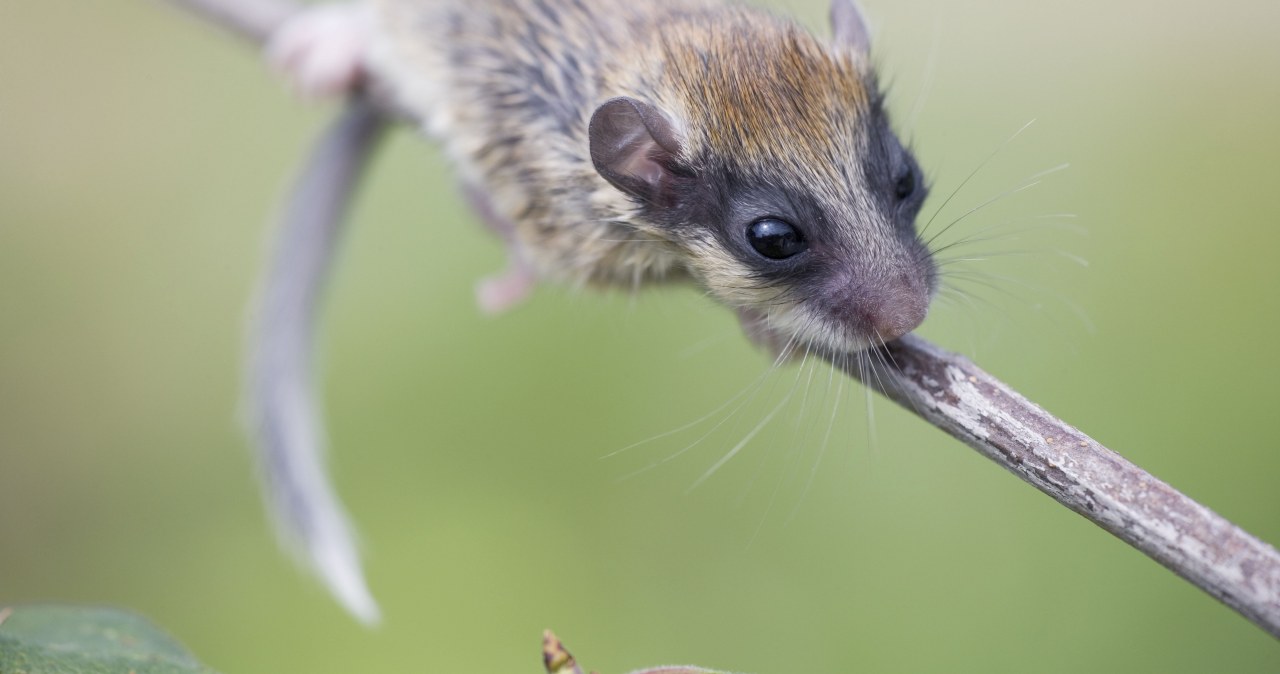 Kosztka ma maskę jak złodziej. Tego gryzonia trudno zobaczyć