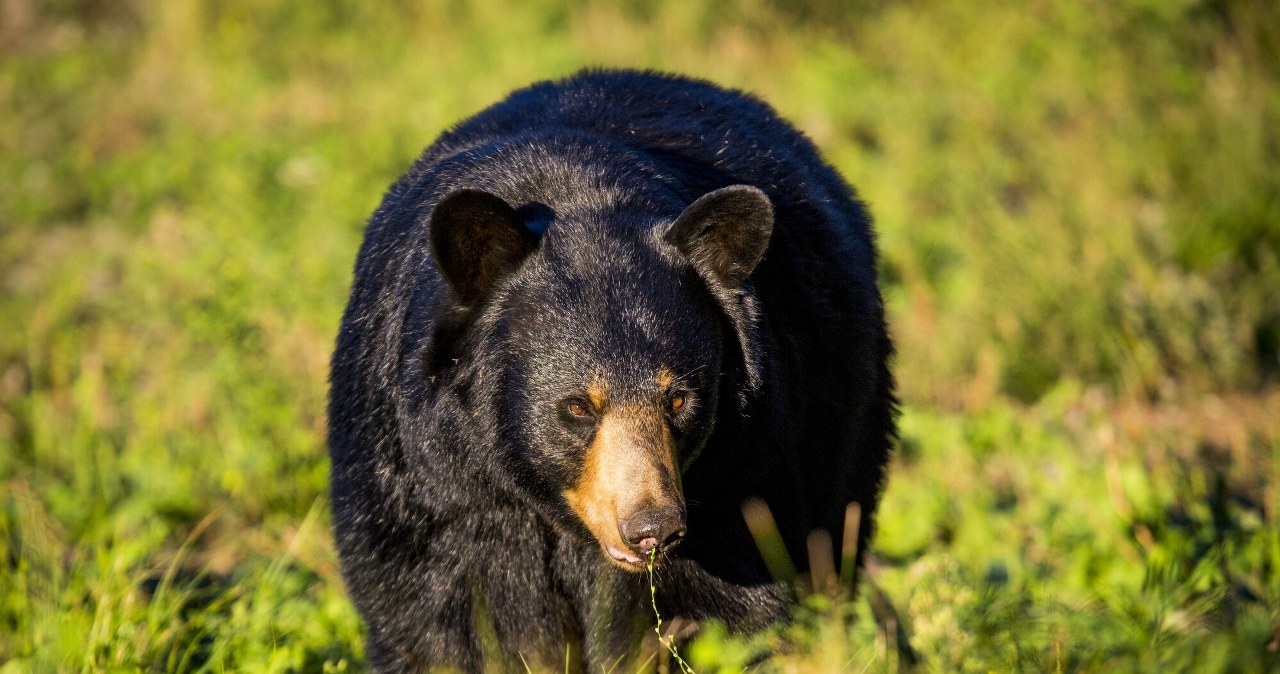 Niezwykłe włamanie do zoo. Dokonał go samotny niedźwiedź wiadomości,aktualności,Interia Niezwykłe włamanie do zoo. Dokonał go samotny niedźwiedź